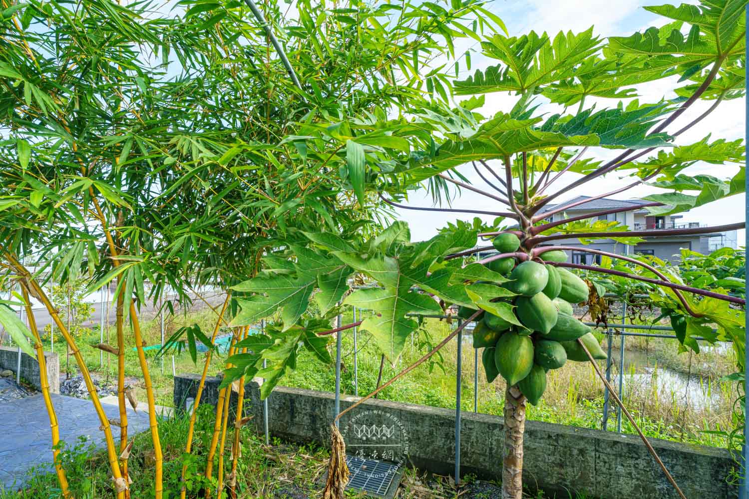 美夢成真民宿的民宿照片